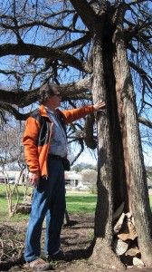 Michael Fossum of the Austin Heritage Tree Foundation points out a Cedar Elm that has been hollowed out by lightning. It's still alive. "This is a good example of what survivors trees are," Fossum says. 