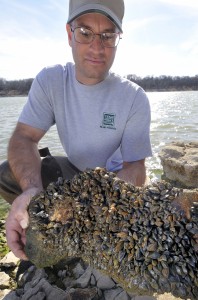 Texas Parks and Wildlife's Todd Robinson holds a rock covered with zebra mussels in Lake Texoma, Texas. The mollusk can stick to nearly anything, posing problems for power plants and fishing boats.