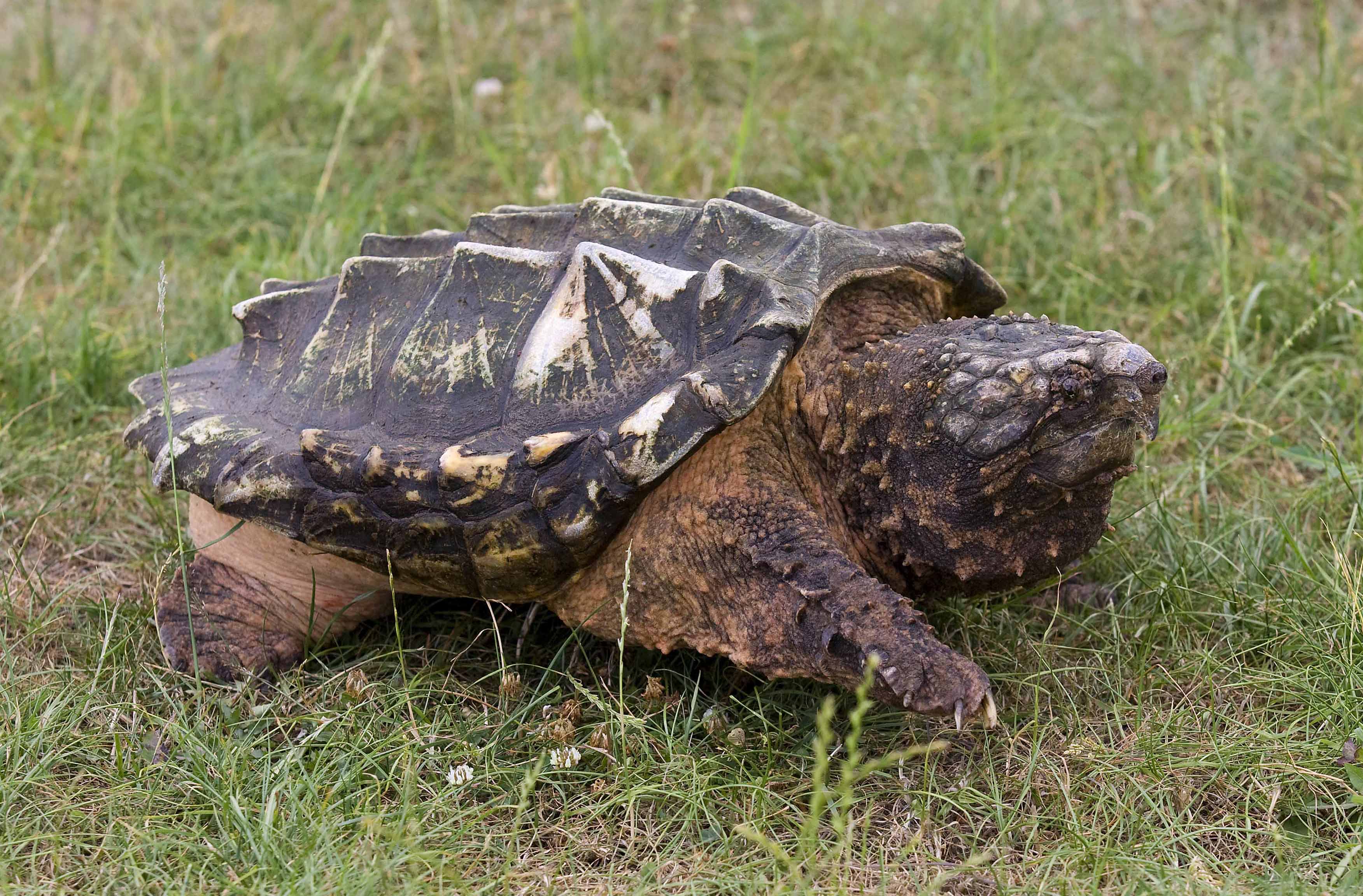 alligator snapping turtle for sale ohio