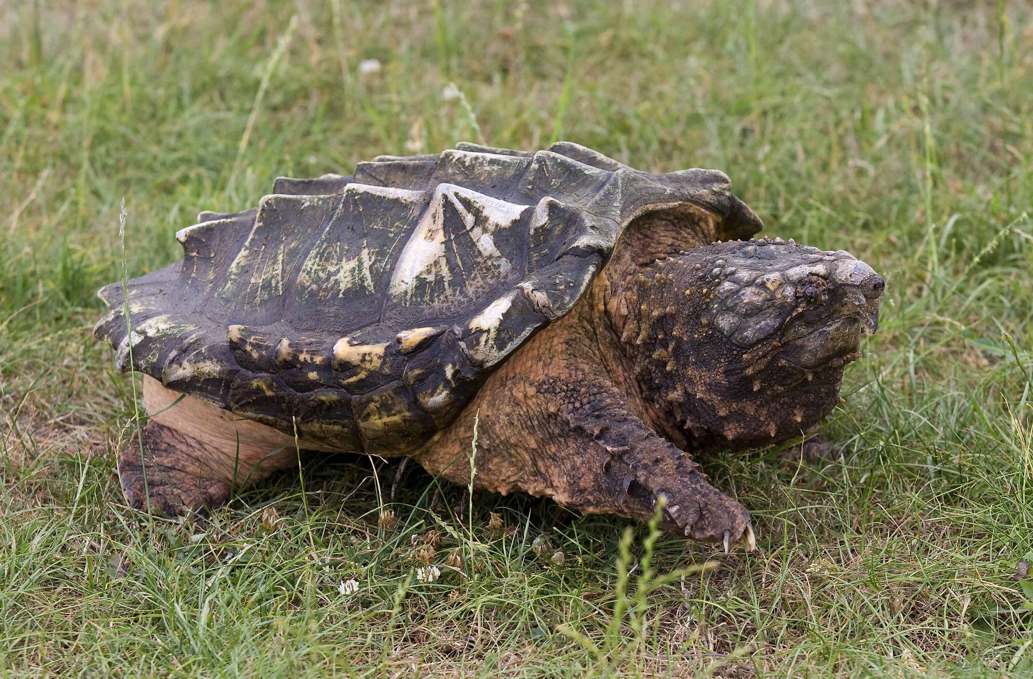 The Worlds Biggest Alligator Snapping Turtle 