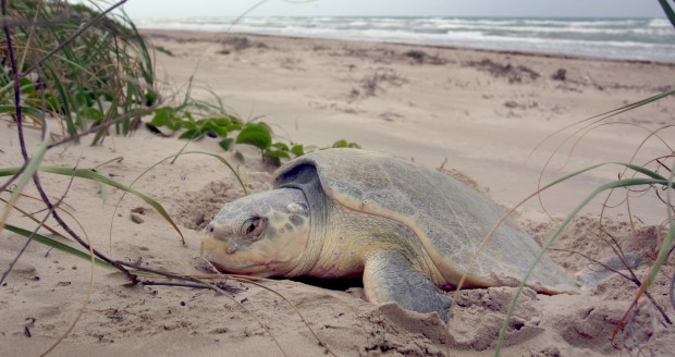 A Kemp's Ridley sea turtle on laying its eggs on Texas Gulf Coast. 