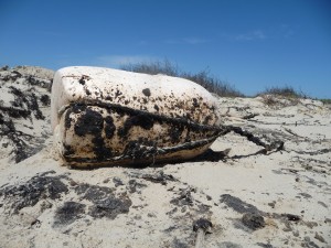 Oil cleanup itself could disturb the ecosystem along the Texas Gulf Coast. Nowhere is threat more apparent than at Aransas National Wildlife Refuge.