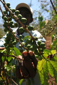 As global demand rises for cheap coffee, farmers from regions such as Africa shift to cost effective, yet environmentally harmful methods.
