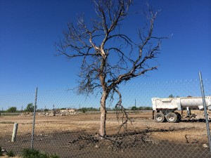 A charred tree is one of the few remains at the scene of the explosion. 