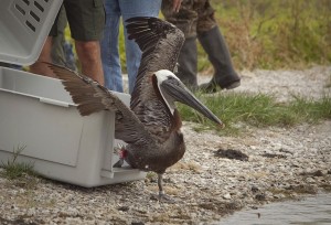 NWF hopes BP settlement money is used to rehabilitate species like this pelican based on scientific research.