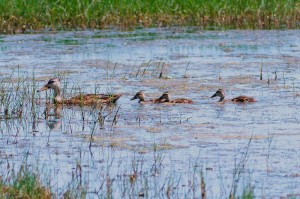 Mottled ducks in pond at Brazoria National WIldlife Refuge in Brazoria County