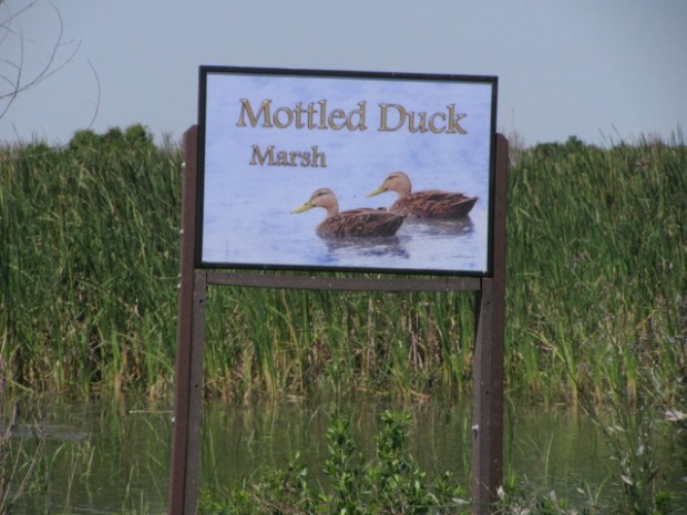 Duck habitat developed using federal funds by Texas Public Lands Wetlands Initiative 