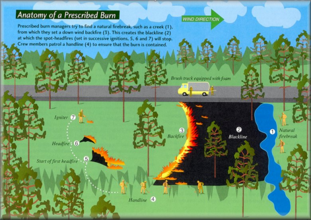 In a prescribed burn, firefighters set a line of fire to burn against the wind then start flames upwind at the place they would like the blaze to stop.
