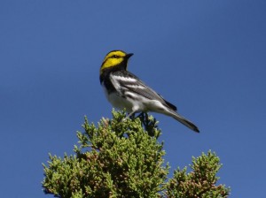 The endangered golden cheeked warbler could be at even greater risk, depending on what climate change does to its habitat. 