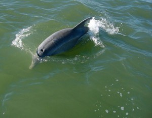 A dolphin spotted in Galveston.