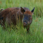 Feral pig Feral pig