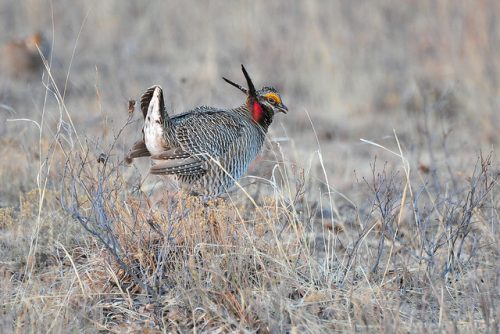 Lesser Prairie Chicken Peep Show: In the Field With Oklahoma’s ...