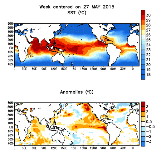 Weekly averaged sea surface temperatures (top) and anomalies (bottom) for the past 12 weeks. 