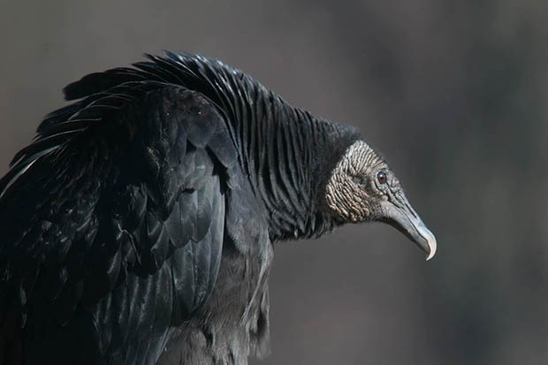 Black Vultures Are Protected By Treaty, But Eating the Profits of ...