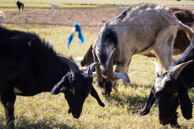 Goats on a farm near Covington, Okla.
