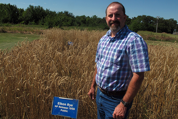 Mike Trammell, senior plant breeder at the Noble Research Institute, shows off the Elbon rye developed at the facility in Ardmore, Oklahoma. 