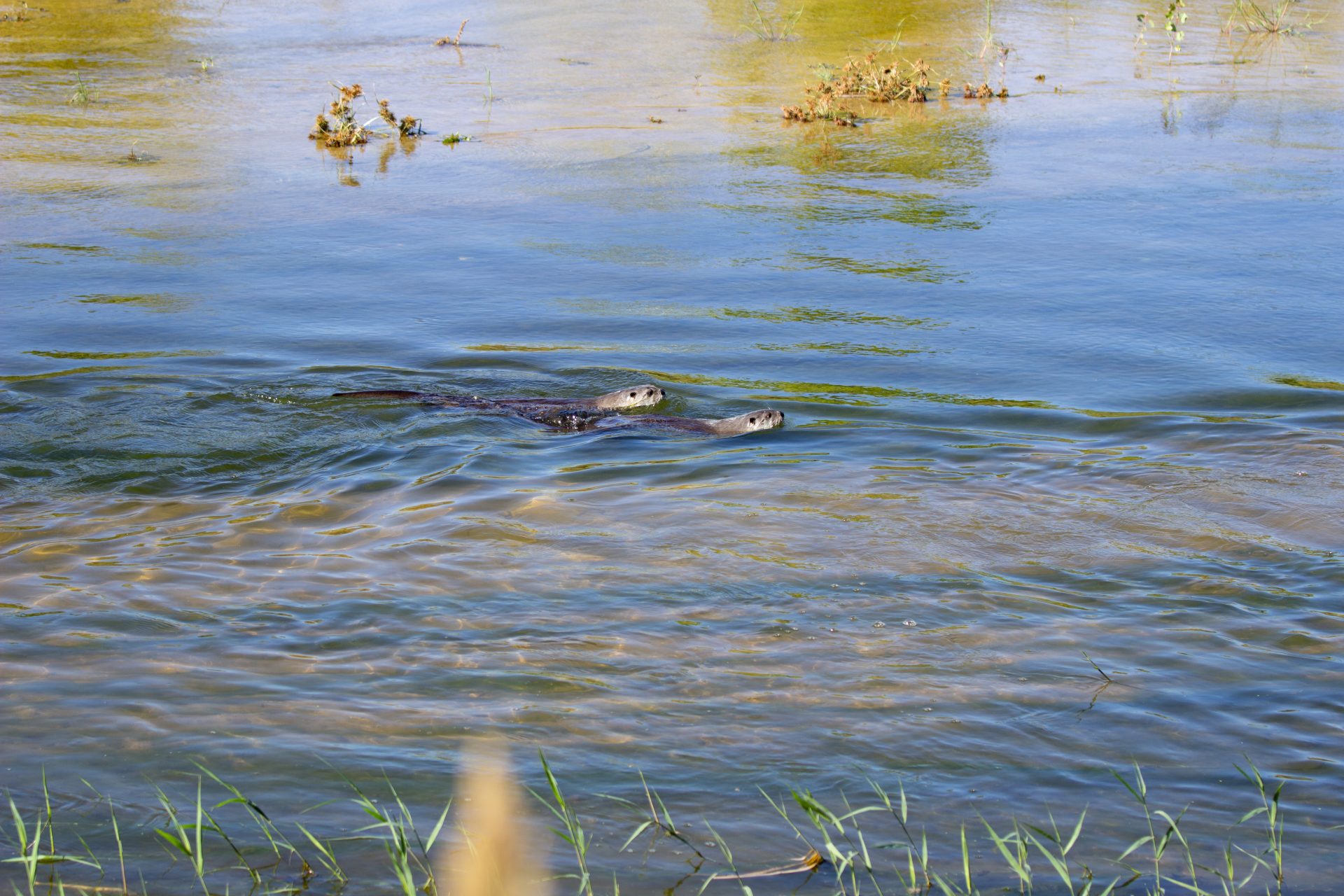 ‘This is what it’s all about’: Oklahoma wildlife center releases ...