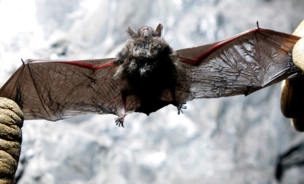 In this Jan. 27, 2009 file photo, Scott Crocoll holds a dead Indiana bat in an abandoned mine in Rosendale, N.Y.  