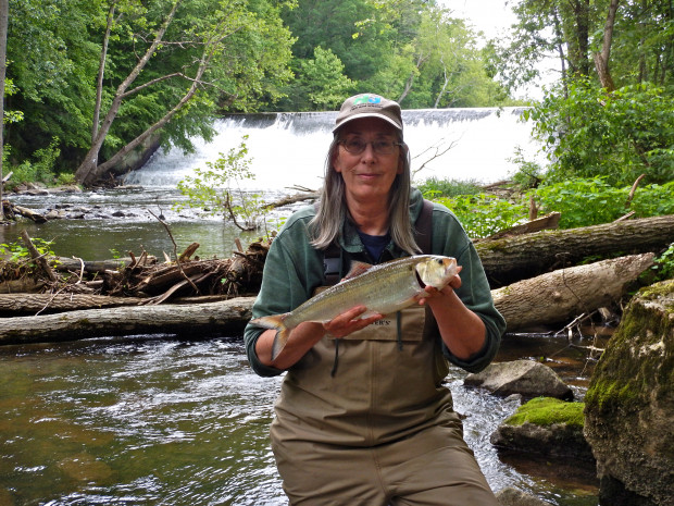 Biologist Pat Hamilton holds a shad caught near the Warren Glen Dam on the Musconetcong River in Holland Township. 