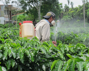 A worker sprays fungicide at a government owned experimental farm in Costa Rica. Coffee rust has become more prevalent because of changes in rainfall.