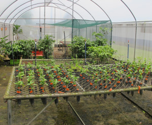 Inside a greenhouse at the Coffee Institute of Costa Rica's experimental farm.