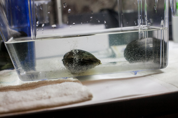 An Alewife Mussel expells its larva, known as Glochidia, which looks like a combination of air bubbles and cloudy milk. (Brad Larrison for WHYY)
