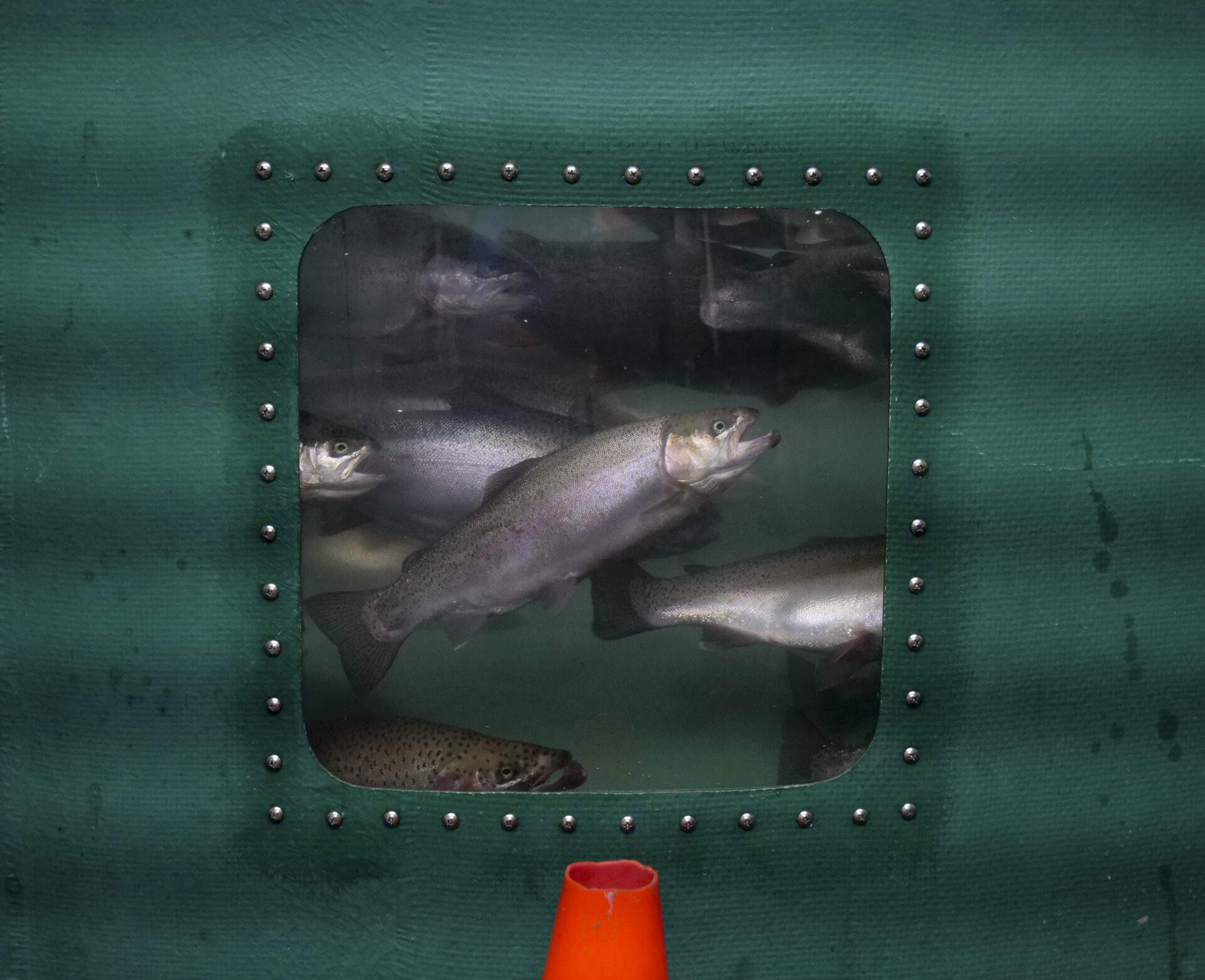 Rainbow trout swim in a tank at Onalaska High School in Onalaska, Washington on March 5, 2024. (Jeremy Long - WITF)
