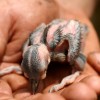 A Red-cockaded hatchling