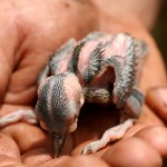 A Red-cockaded hatchling