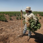 Farmers, Ranchers Struggle As Texas Endures Historic Drought ...