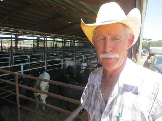 Cattle Theft on The Rise in Texas, Despite Tougher Penalties ...