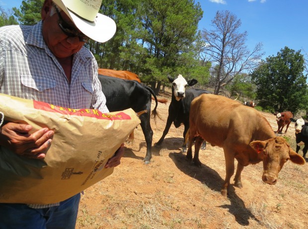 cattle-theft-on-the-rise-in-texas-despite-tougher-penalties